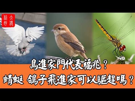 麻雀入屋好不好|【麻雀入屋好不好】麻雀飛進家裡真的要死人？破解5種鳥類飛入。